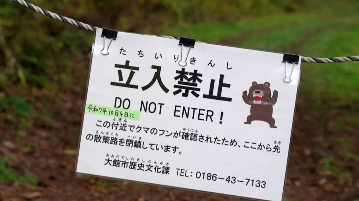 Au Japon, plus de 14 000 ours abattus l'an dernier, 13 personnes décédées après des attaques