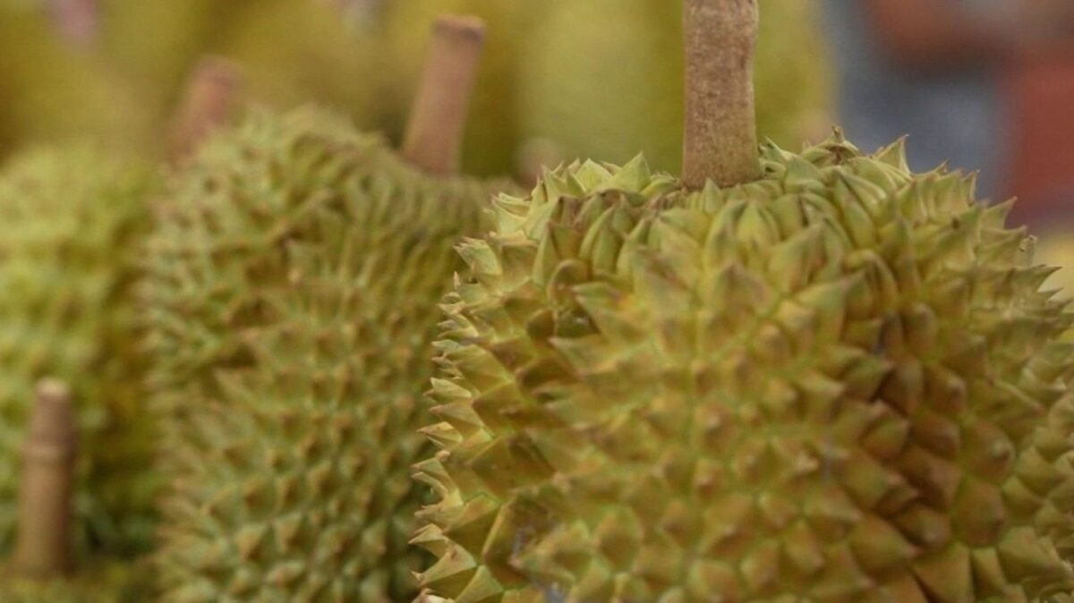 Sucré ou salé, le durian et son odeur prononcée remportent toujours plus de succès en Thaïlande