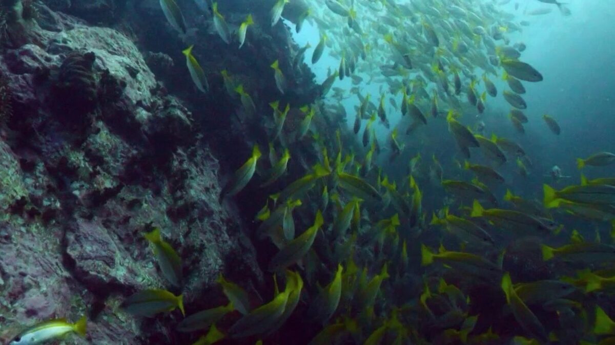 En Thaïlande, la richesse des fonds sous-marins de l'île de Koh Tao, prisée des plongeurs
